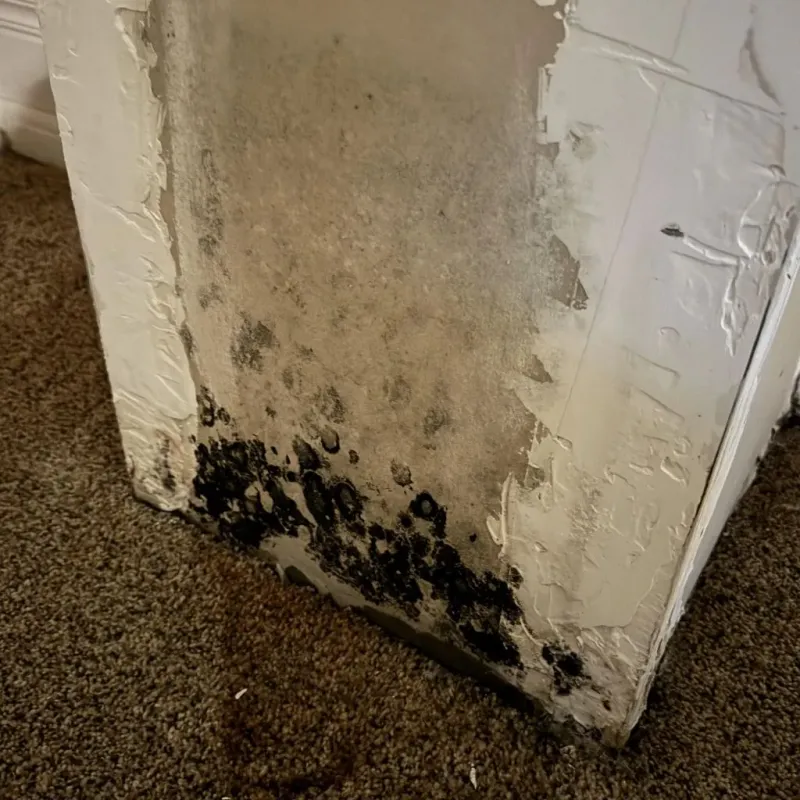 Professional Mold Removal in Prince Edward County, VA